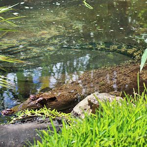 Saltwater Crocodile (Crocodylus porosus)