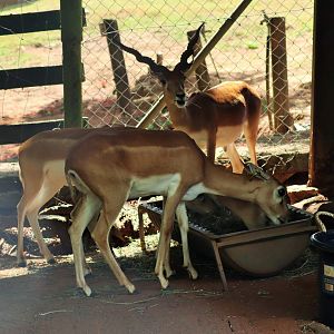 Blackbuck (Antilope cervicapra)