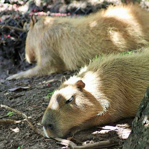 Capybara (Hydrochoerus hydrochaeris)