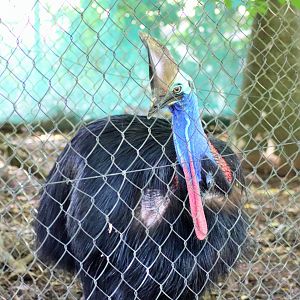 Southern Cassowary (Casuarius casuarius)