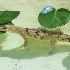 Freshwater Crocodile (Crocodylus johnstoni)
