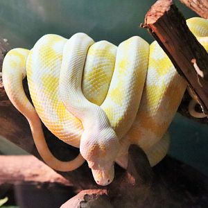 Albino Darwin Carpet Python (Morelia spilota variegata)
