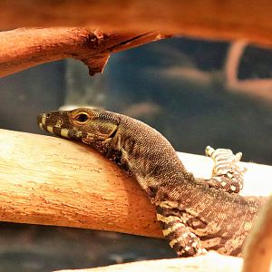 Juvenile Lace Monitor (Varanus varius)