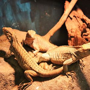 Rhinoceros Iguana Juveniles (Cyclura cornuta)