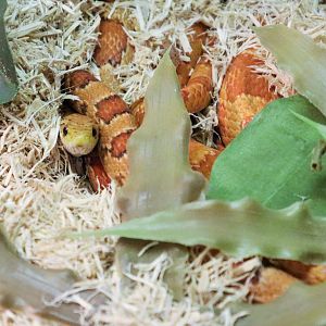 Corn Snake (Pantherophis guttatus)