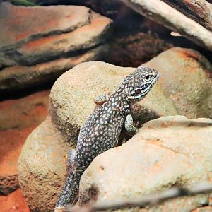 Central Netted Dragon (Ctenophorus nuchalis)