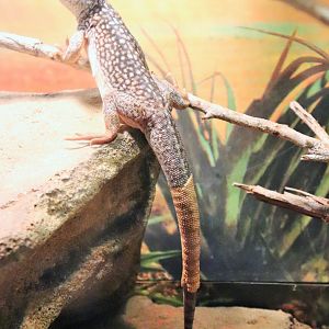 Central Netted Dragon (Ctenophorus nuchalis)