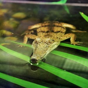Juvenile Freshwater Crocodile (Crocodylus johnstoni)