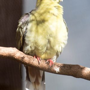 Madagascar green pigeon