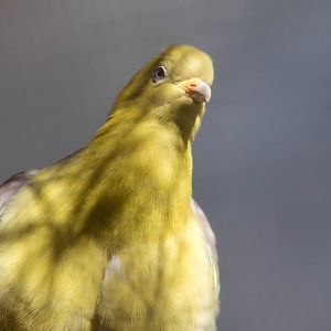 Madagascar green pigeon