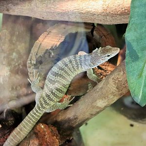 Spotted Tree Monitor (Varanus scalaris)