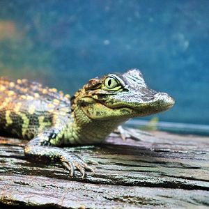 American Alligator (Alligator mississippiensis)