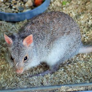 Rufous Bettong (Aepyprymnus rufescens)