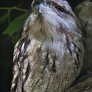 Tawny Frogmouth (Podargus strigoides)