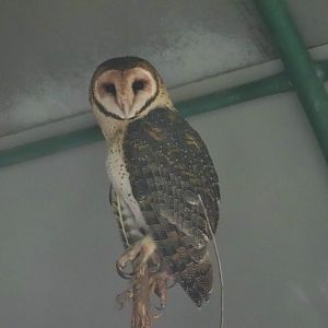 Masked Owl (Tyto novaehollandiae)
