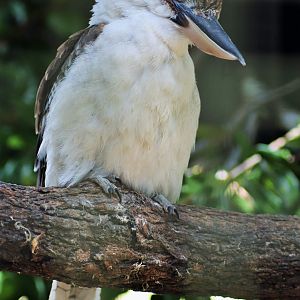 Laughing Kookaburra (Dacelo novaeguineae)