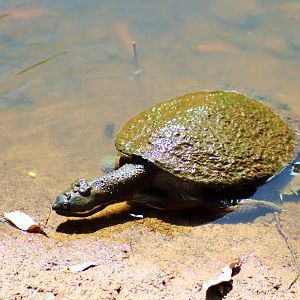 Brisbane River Turtle (Emydura macquarii signata)