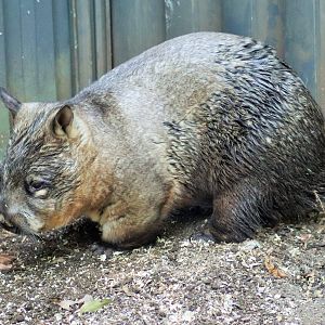 Southern Hairy-nosed Wombat (Lasiorhinus latifrons)