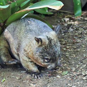 Wombat Having a Scratch