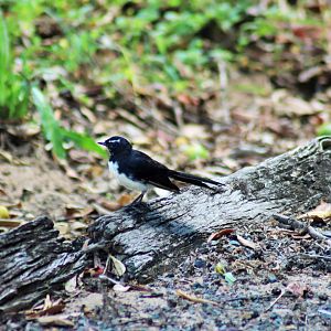 Willie Wagtail (Rhipidura leucophrys) - Wild