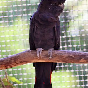 Red-tailed Black Cockatoo (Calyptorhynchus banksii)