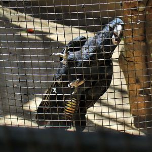 Red-tailed Black Cockatoo (Calyptorhynchus banksii)