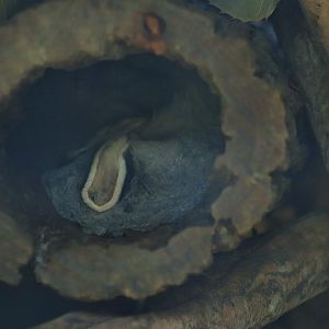 Squirrel Glider (Petaurus norfolcensis)