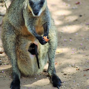 Swamp Wallaby and Joey (Wallabia bicolor)