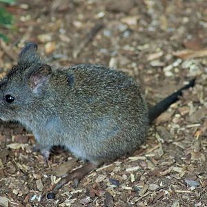 Long-nosed Potoroo Joey (Potorous tridactylus)