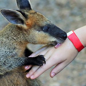 Swamp Wallaby (Wallabia bicolor)