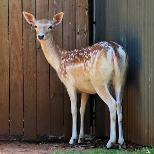 Fallow Deer (Dama dama)