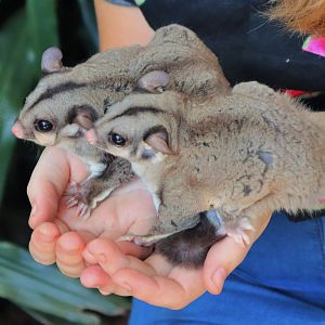 Sugar Gliders (Petaurus breviceps)