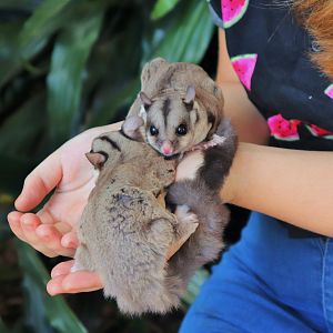 Sugar Gliders (Petaurus breviceps)