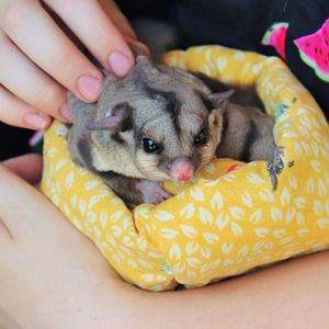 A Spoonful of Sugar... Gliders