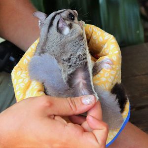 Keeper Showing Gliding Membrane