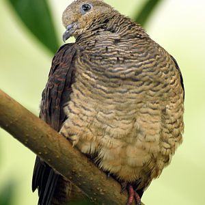 Immature Macropygia unchall