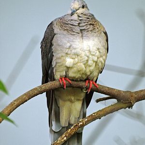 Adult Macropygia unchall