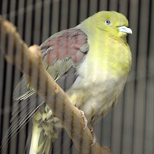 Treron sieboldii sieboldii