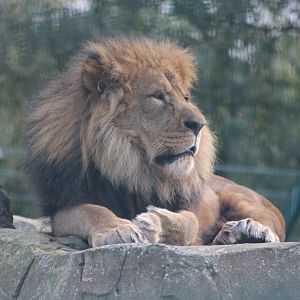 Lion Three