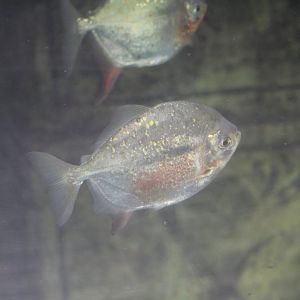 Redhook Silver Dollar