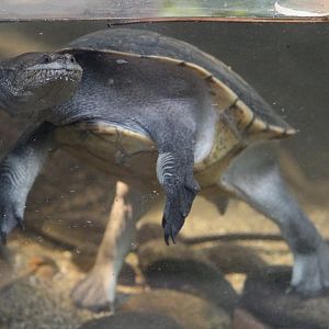 Eastern Snake-Necked Turtle