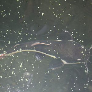 Red-Tailed Catfish