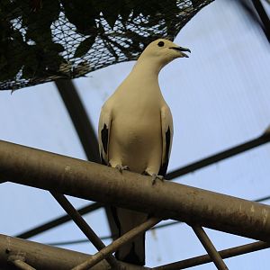 Pied Imperial-Pigeon