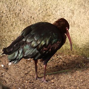 Puna Ibis