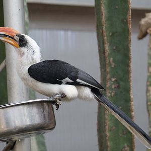 Von der Decken's Hornbill