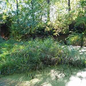 Bush dog exhibit (Oct 13th, 2018)