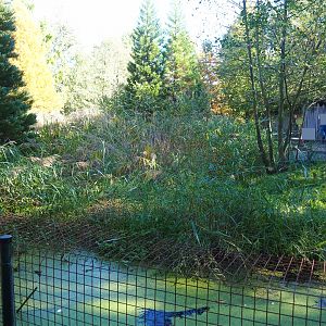 Bush dog exhibit (Oct 13th, 2018)