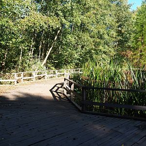 Pathway in marshy area near the bush dog exhibit (Oct 13th, 2018)