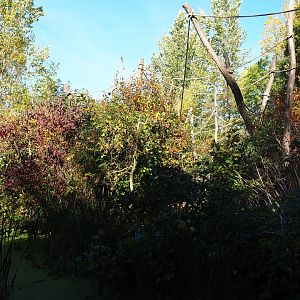 Woolly monkey island (Oct 13th, 2018)