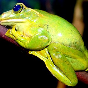 Fea's tree frog; London Zoo; 22nd January 2019